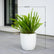 Boston Fern
