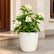 Bougainvillae Pune White