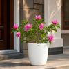 Bougainvillea Thima Peach