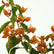 Bougainvillae Fire Opal