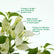 Bougainvillae Pune White