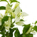 Bougainvillae Pune White