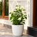 Bougainvillae Pune White
