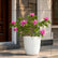 Bougainvillea Thima Peach