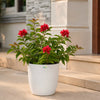 Bougainvillea Ruby Red