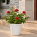 Bougainvillea Ruby Red