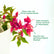 Bougainvillea Ruby Red