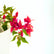 Bougainvillea Ruby Red