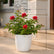 Bougainvillea Ruby Red