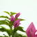 Bougainvillea Thima Peach