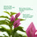 Bougainvillea Thima Peach