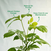 Brassia Gold air purifier