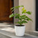 Brassia Gold outdoor
