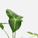 Caladium Lindenii