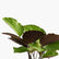Calathea Amagris