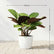 Calathea Amagris