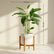 Calathea Golden Mosaic