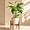 Calathea Golden Mosaic