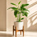 Calathea Golden Mosaic