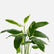 Calathea Golden Mosaic