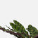 Calathea Lancifolia
