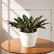 Calathea Lancifolia