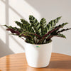 Calathea Lancifolia