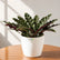 Calathea Lancifolia