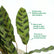Calathea Lancifolia