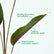 Calathea Plant
