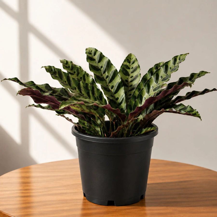 calathea lancifolia plant with pot
