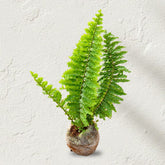 Candy Man Fern