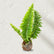 Candy Man Fern