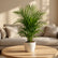 Cane Palm