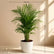 Cane Palm