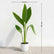 Canna Green