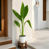 Canna Green