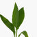 Canna Green