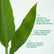 Canna Green