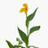 Canna Yellow