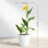 Canna Yellow