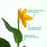 Canna Yellow