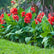 Canna Red