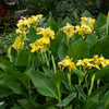 Canna Yellow
