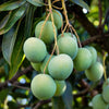 Mango Chakkara