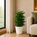 care for china doll plant