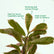 Chinese Croton