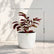 Chinese Croton