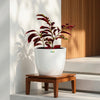 Chinese Croton