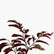 Chinese Croton